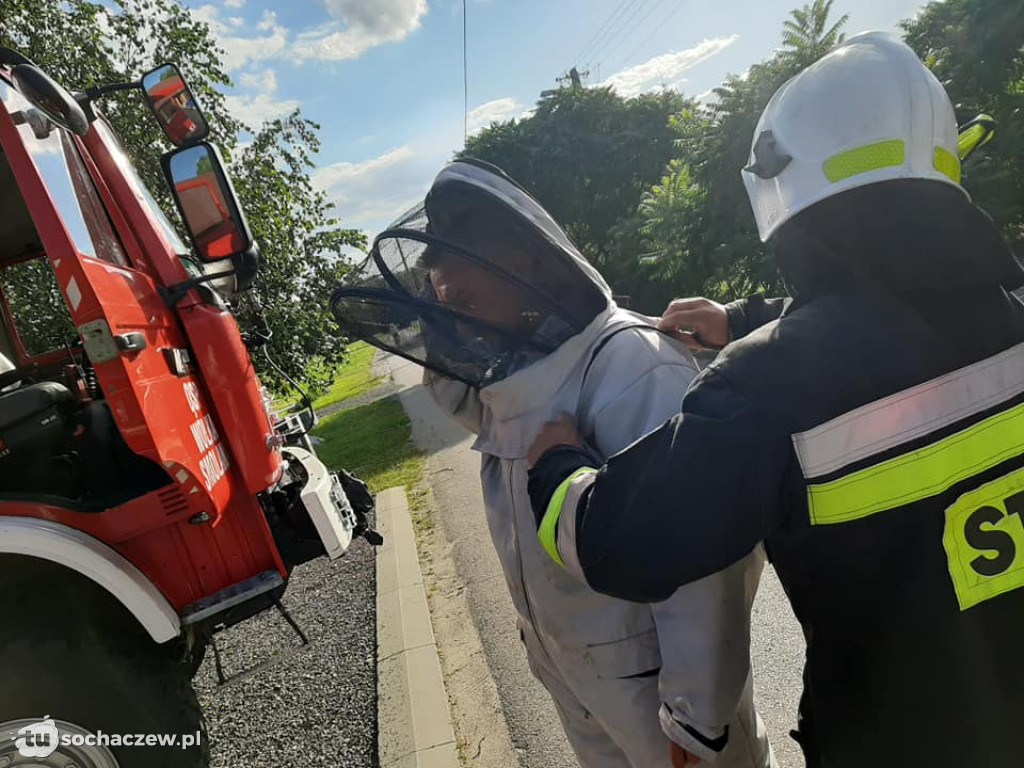 Akcja strażaków z OSP Wólka Smolana. Szerszenie i osy im nie straszne