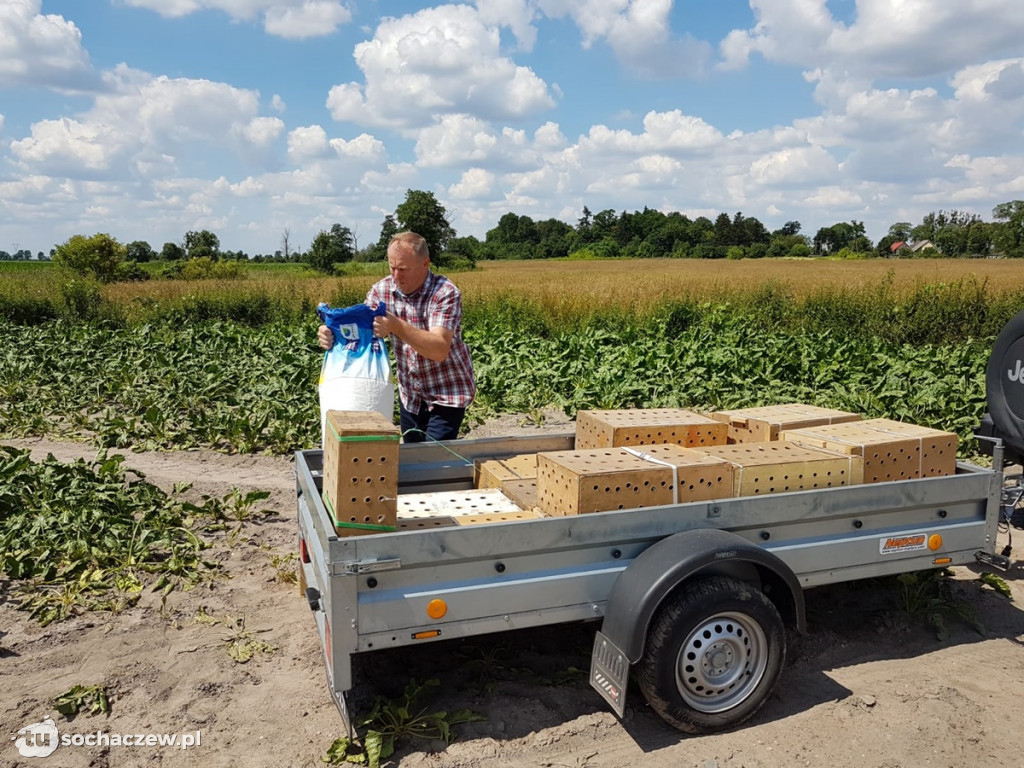 200 bażantów wypuszczonych na wolność w gminie Teresin