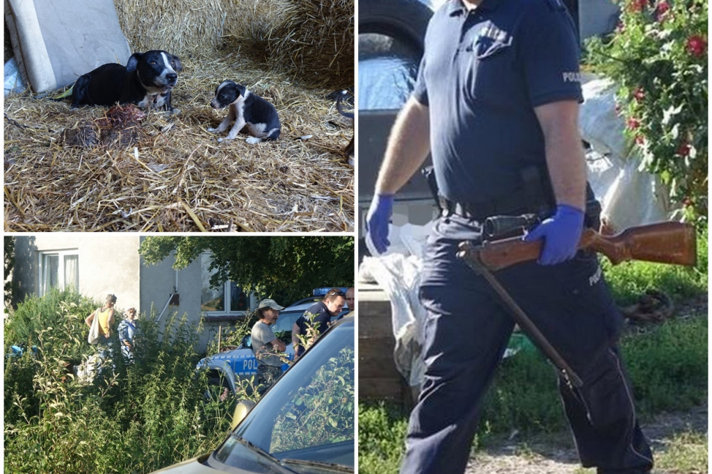 Duża akcja policji w Sannikach. Skrajnie wyczerpane psy, zakopane szczeniaki i nielegalna broń