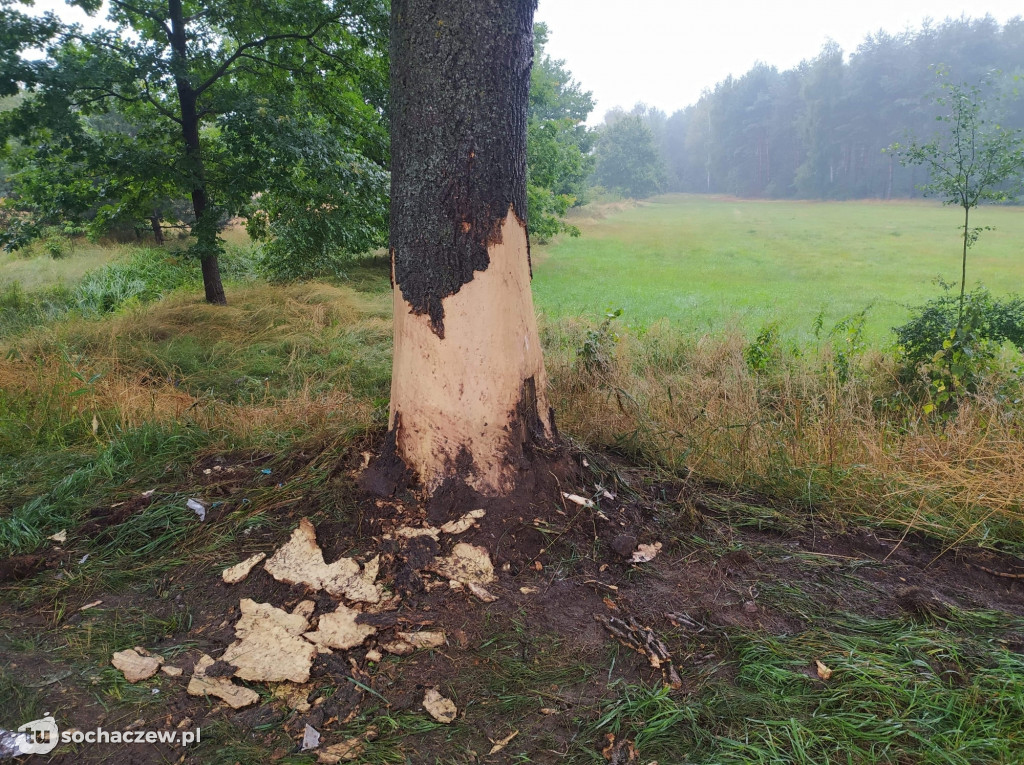 Groźny wypadek w między Bolimowem a Nieborowem. Poszkodowany kierowca