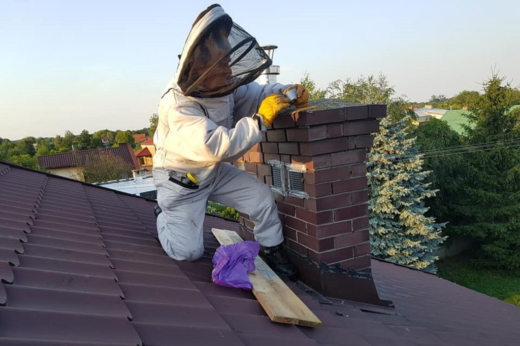 Atak szerszeni i os w Teresinie. Z pomocą ruszyła OSP Niepokalanów