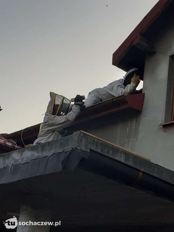 Atak szerszeni i os w Teresinie. Z pomocą ruszyła OSP Niepokalanów