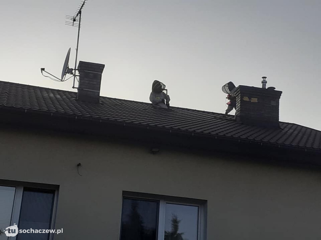 Atak szerszeni i os w Teresinie. Z pomocą ruszyła OSP Niepokalanów