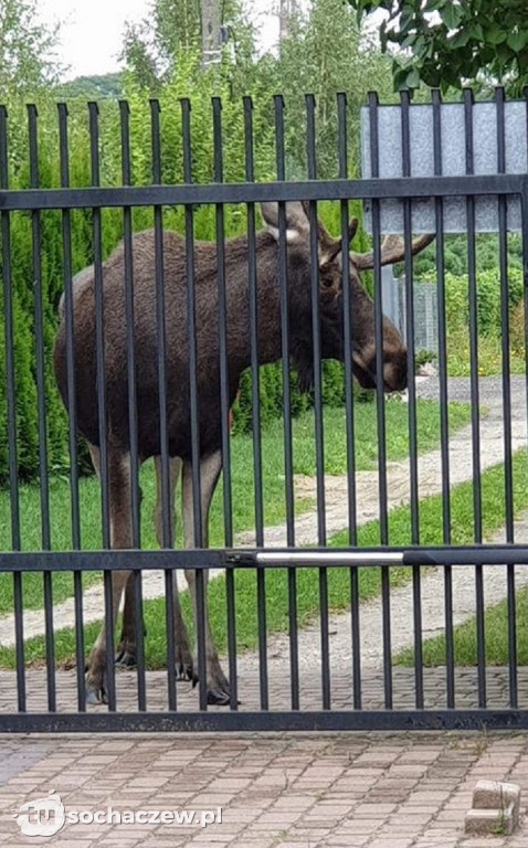Niespodziewany gość w Błoniu