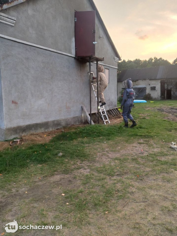 Szerszenie nadal aktywne. Akcja OSP Kamion w Olszynkach