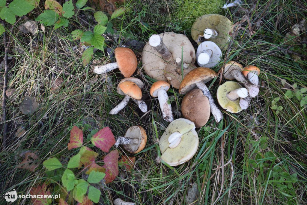 Wielkie poszukiwania czołgu skrytego w ziemi