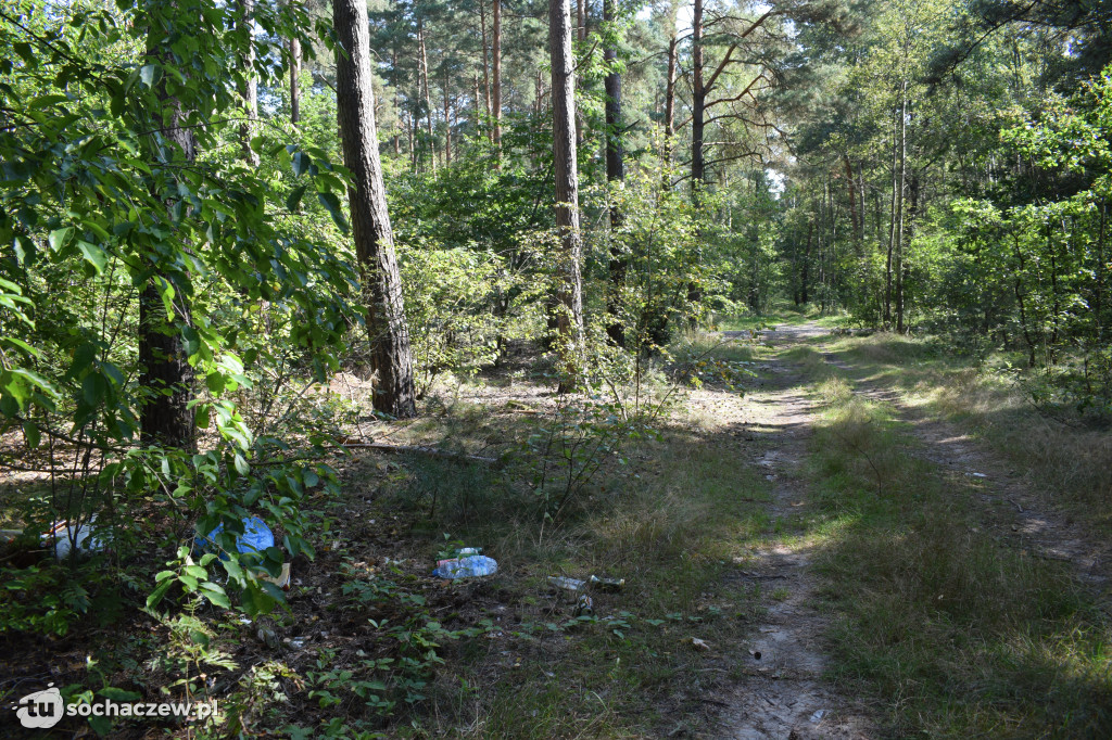 Pierwsze efekty grzybobrania w lasach. Leśnicy apelują o pomoc w sprzątaniu