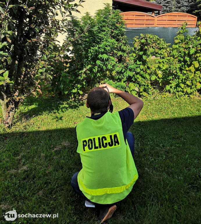 Zlikwidowana uprawa konopii