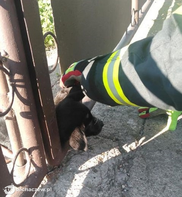 OSP Szymanów: wąż w sklepie i pies w bramie