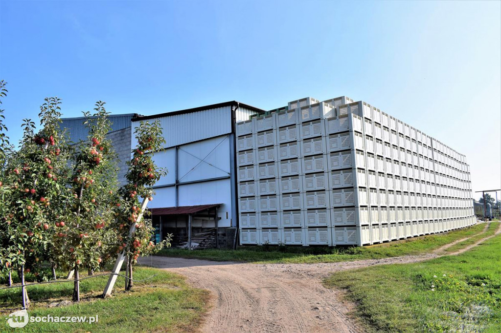Zbiory jabłek 2020. Zaglądamy do sadu Przemysława Wasilewskiego
