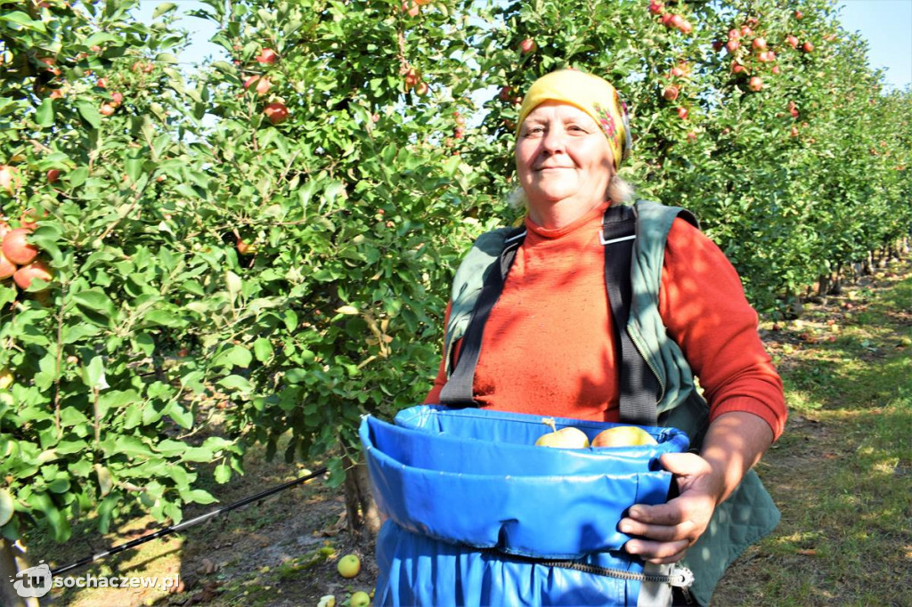 Zbiory jabłek 2020. Zaglądamy do sadu Przemysława Wasilewskiego