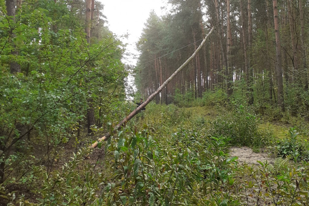 Nowy Kamion. Drzewa zatarasowało drogę