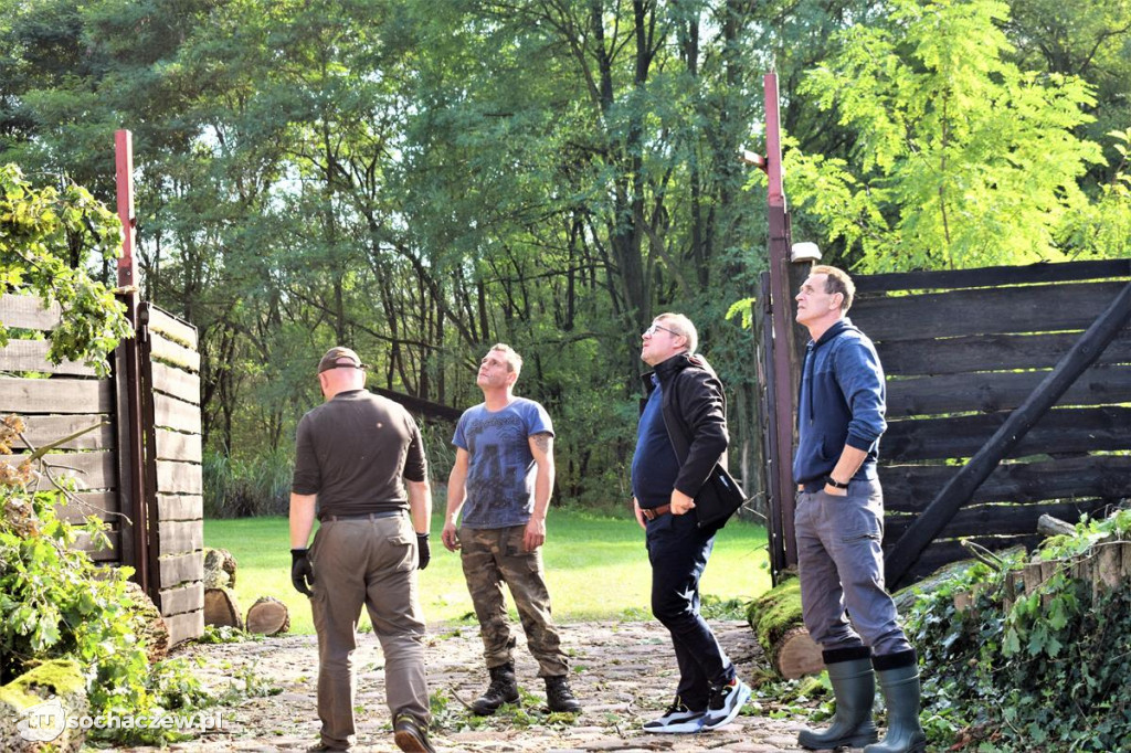 Ratowanie wiekowego dębu w Pieczyskach Iłowskich