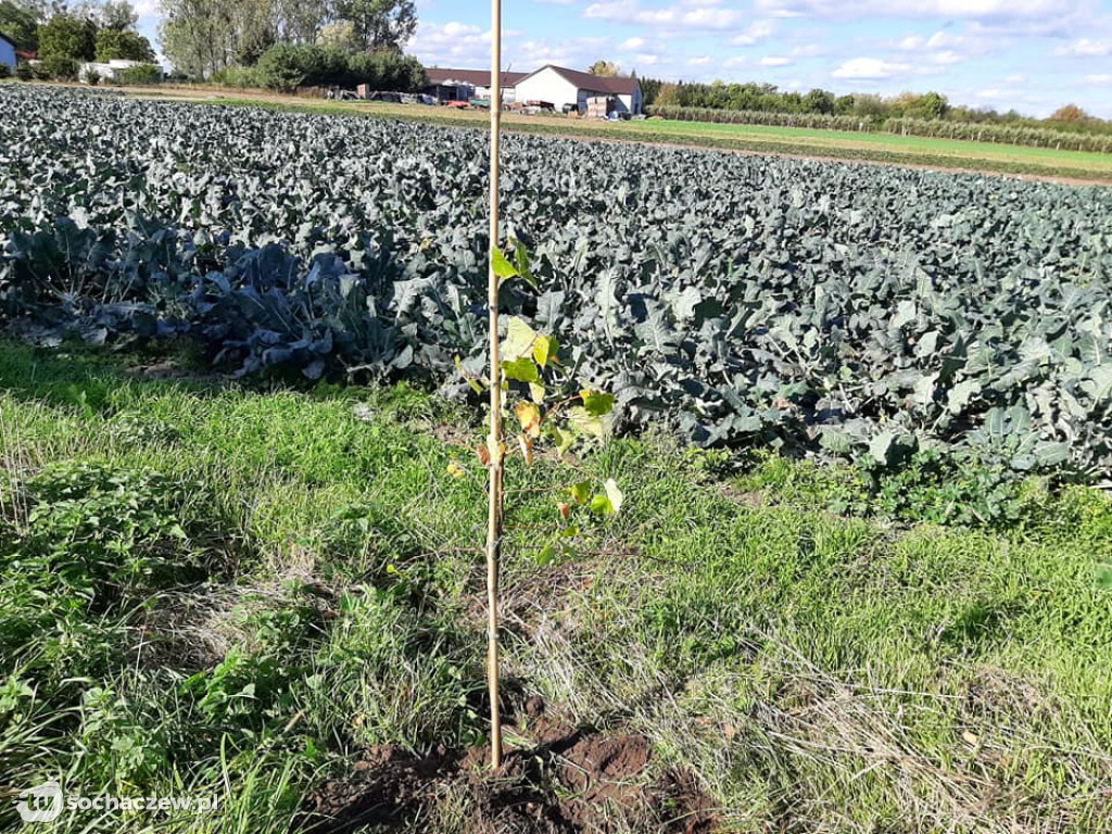 Pierwsza akcja sadzenia drzew w gminie Rybno