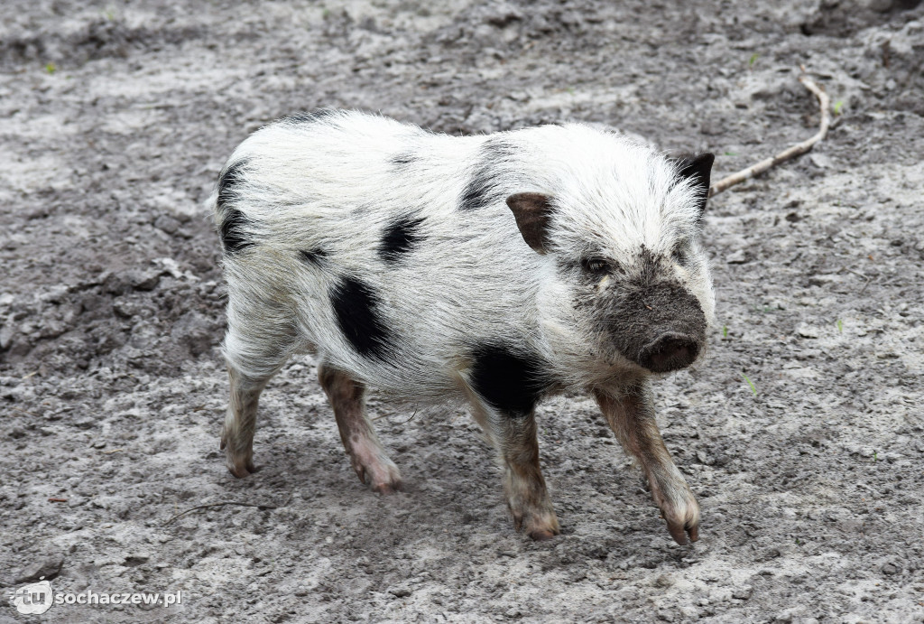 Zwierzęta z Frajdalandii gwiazdami Pytania na śniadanie