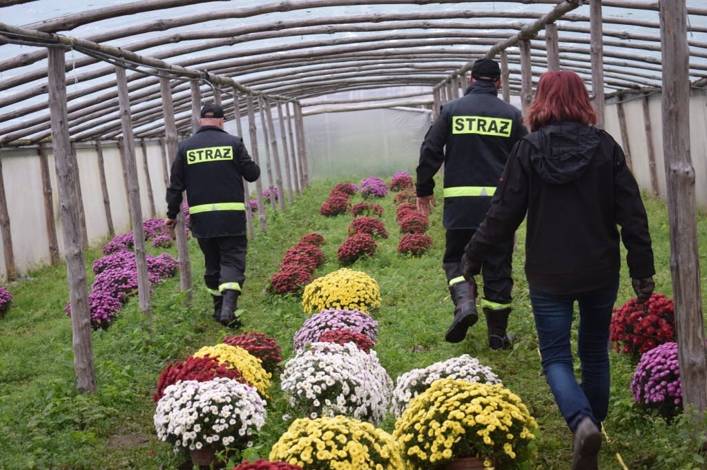 Akcja chryzantema. OSP Giżyce pomogło pani Ani z Rybna. 150 kwiatów zdobi okolice