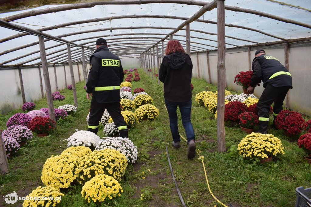 Akcja chryzantema. OSP Giżyce pomogło pani Ani z Rybna. 150 kwiatów zdobi okolice