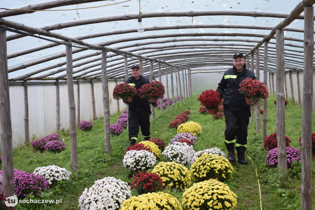 Akcja chryzantema. OSP Giżyce pomogło pani Ani z Rybna. 150 kwiatów zdobi okolice