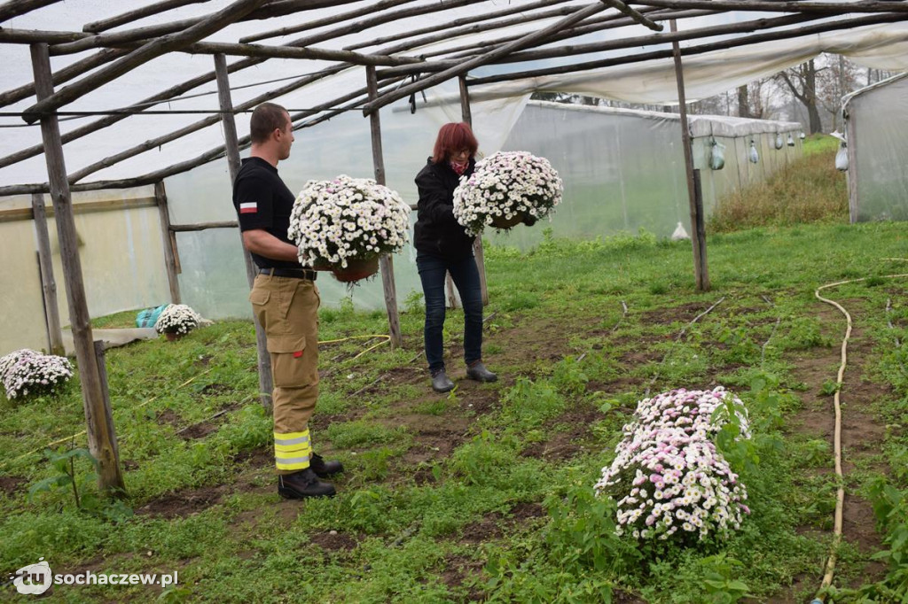Akcja chryzantema. OSP Giżyce pomogło pani Ani z Rybna. 150 kwiatów zdobi okolice