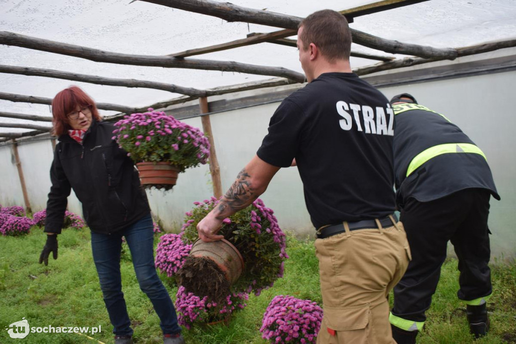 Akcja chryzantema. OSP Giżyce pomogło pani Ani z Rybna. 150 kwiatów zdobi okolice