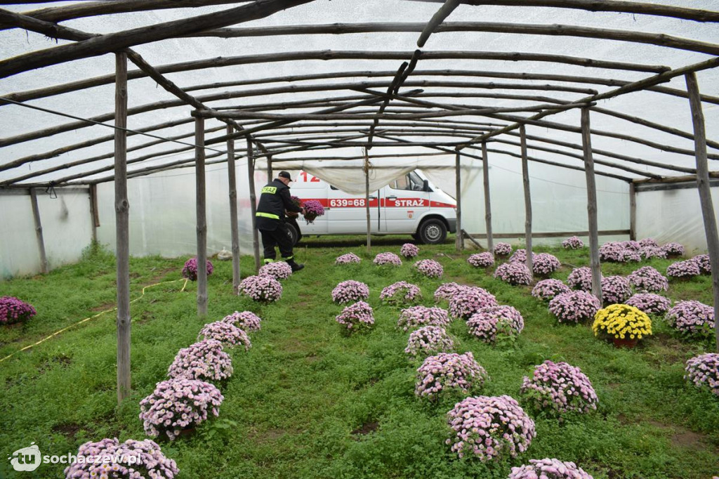 Akcja chryzantema. OSP Giżyce pomogło pani Ani z Rybna. 150 kwiatów zdobi okolice