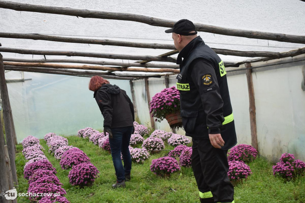Akcja chryzantema. OSP Giżyce pomogło pani Ani z Rybna. 150 kwiatów zdobi okolice