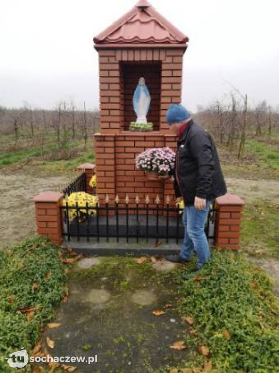 Akcja chryzantema. OSP Giżyce pomogło pani Ani z Rybna. 150 kwiatów zdobi okolice