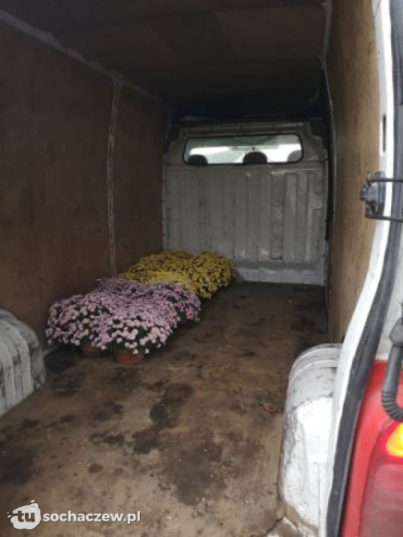 Akcja chryzantema. OSP Giżyce pomogło pani Ani z Rybna. 150 kwiatów zdobi okolice