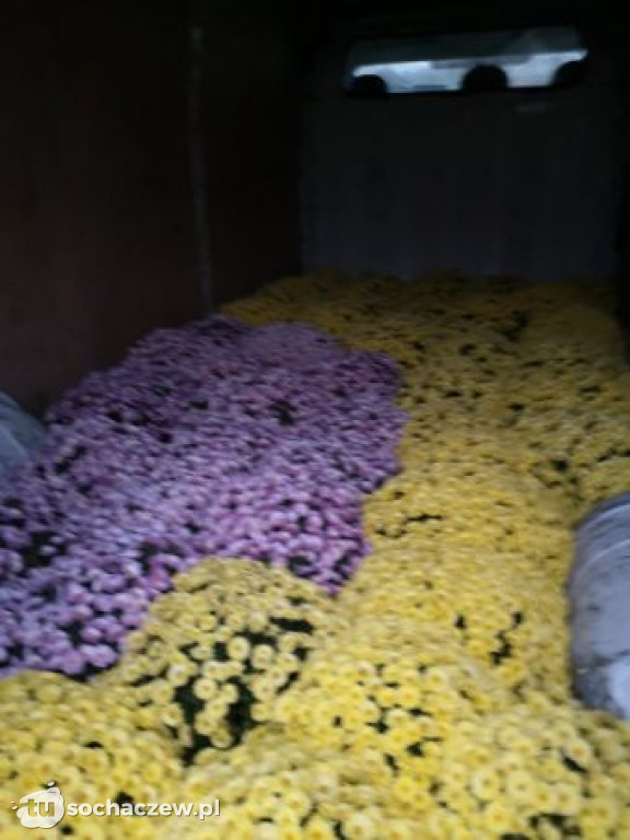 Akcja chryzantema. OSP Giżyce pomogło pani Ani z Rybna. 150 kwiatów zdobi okolice