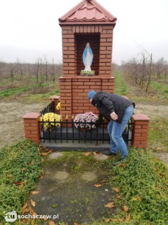 Akcja chryzantema. OSP Giżyce pomogło pani Ani z Rybna. 150 kwiatów zdobi okolice
