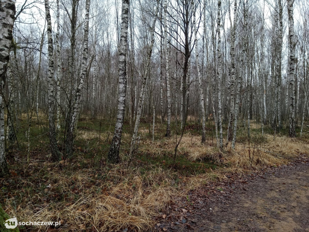 Kampinos