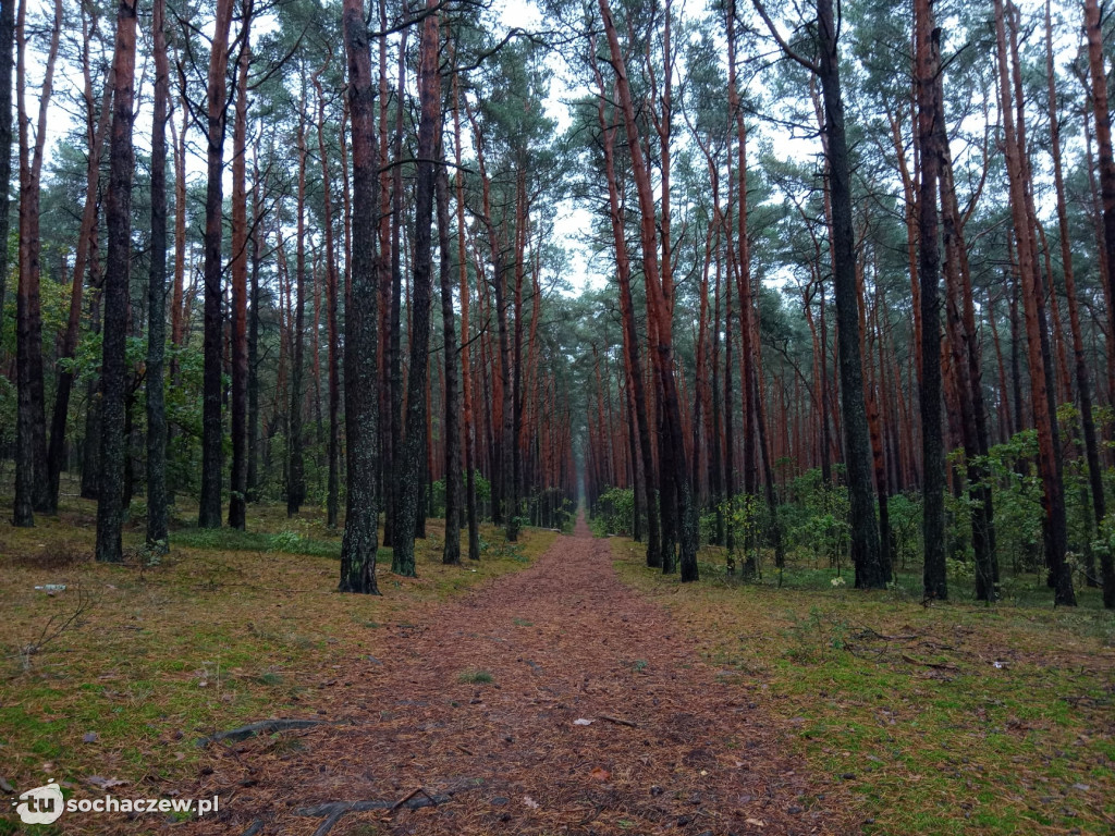 Kampinos