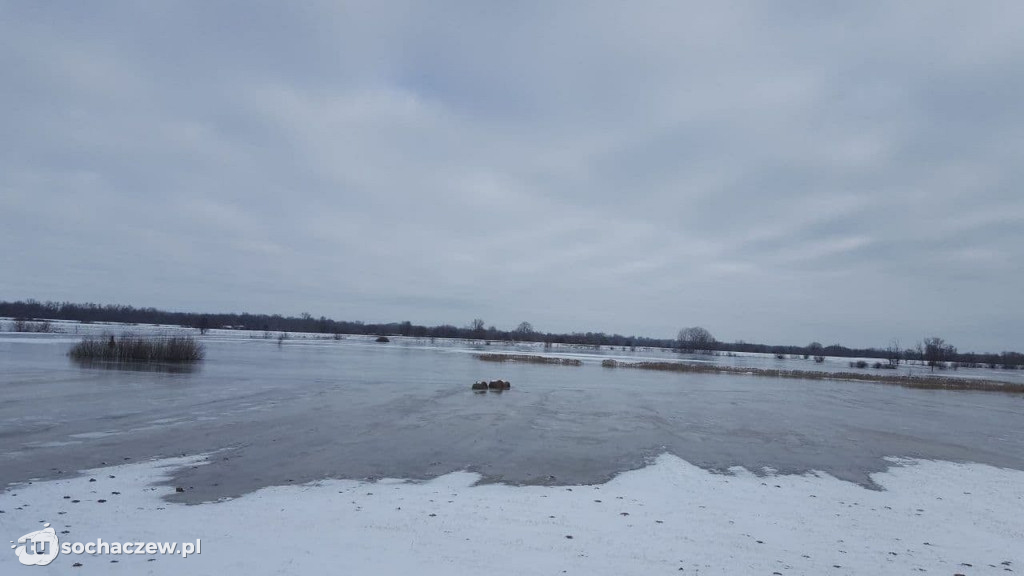 Gmina Młodzieszyn sytuacja na Wiśle 14.02.2021