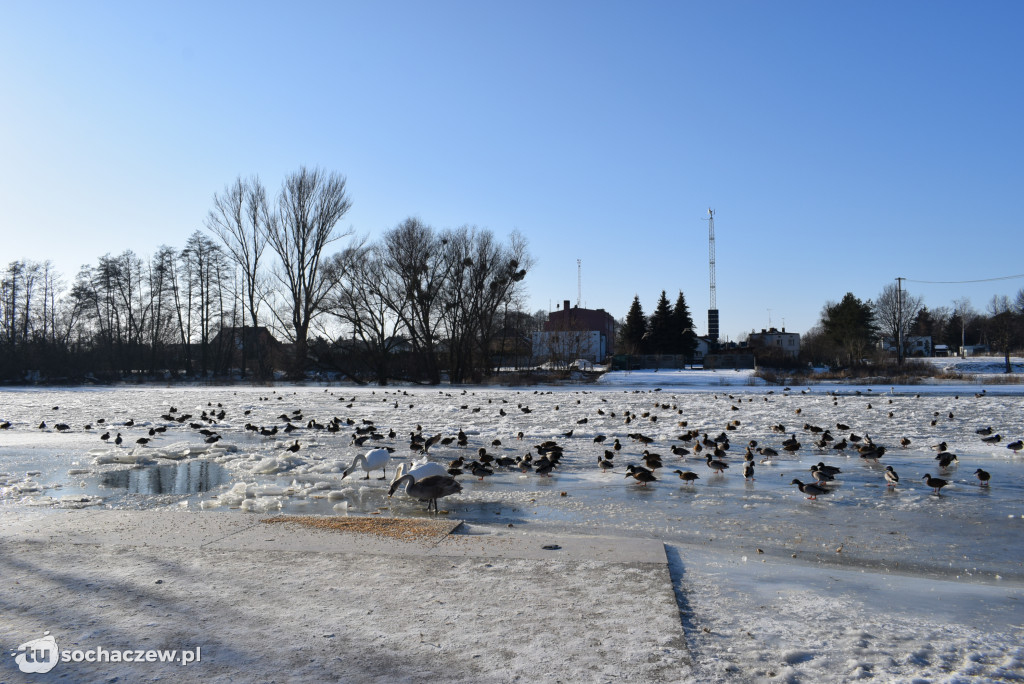 Bulwary nad Bzurą pod lodem