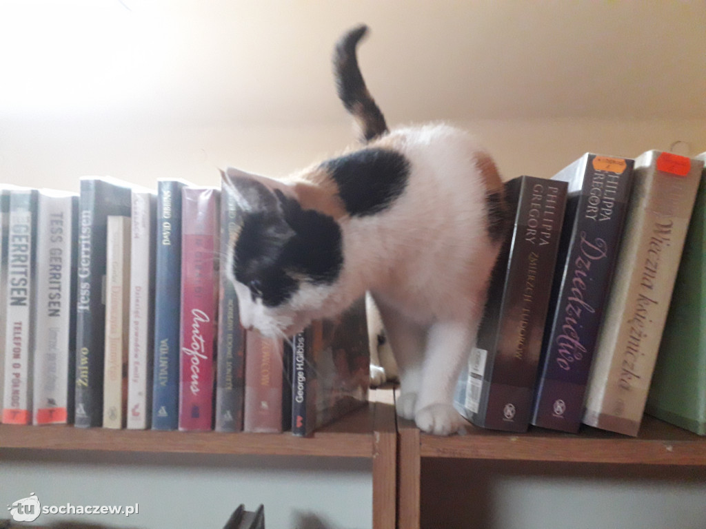 Tosia w bibliotece