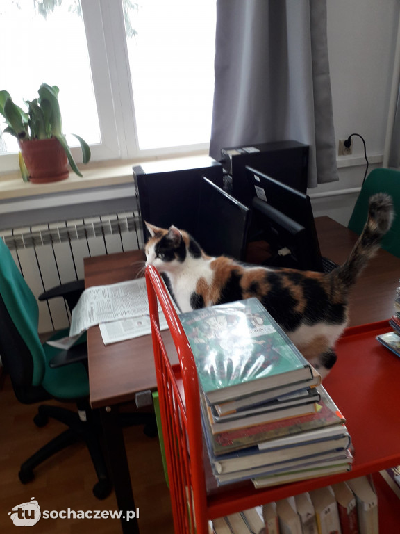 Tosia w bibliotece