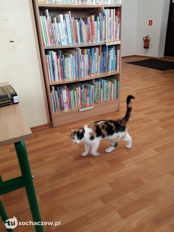 Tosia w bibliotece