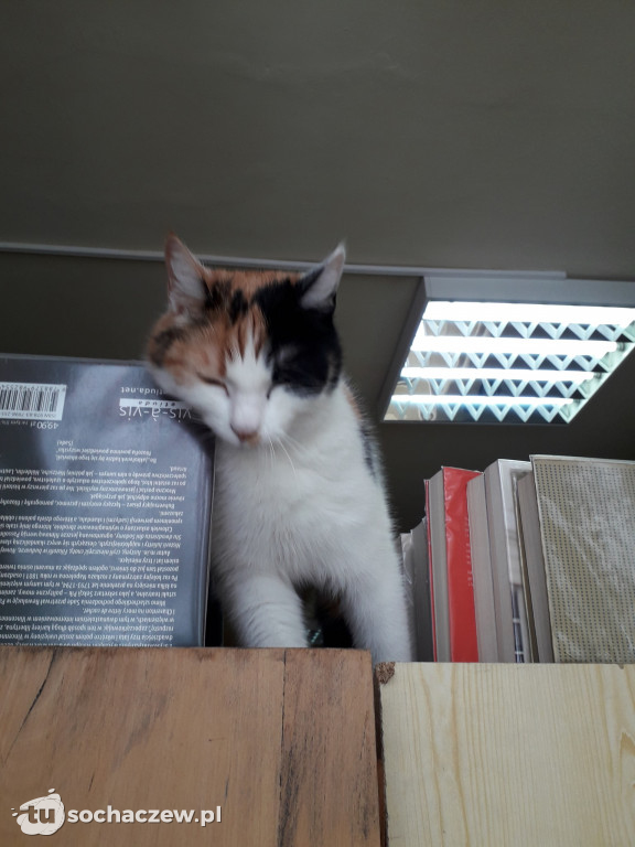 Tosia w bibliotece