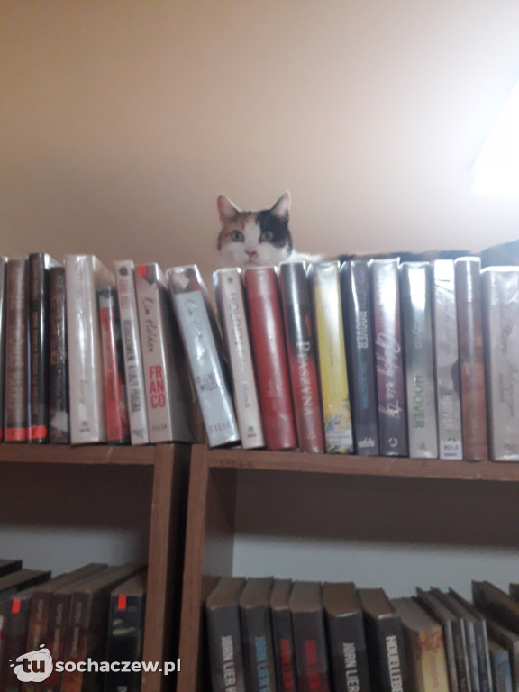 Tosia w bibliotece