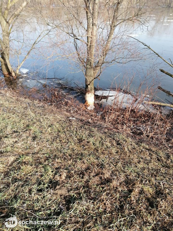 Kontrola wałów i bobrów w powiecie