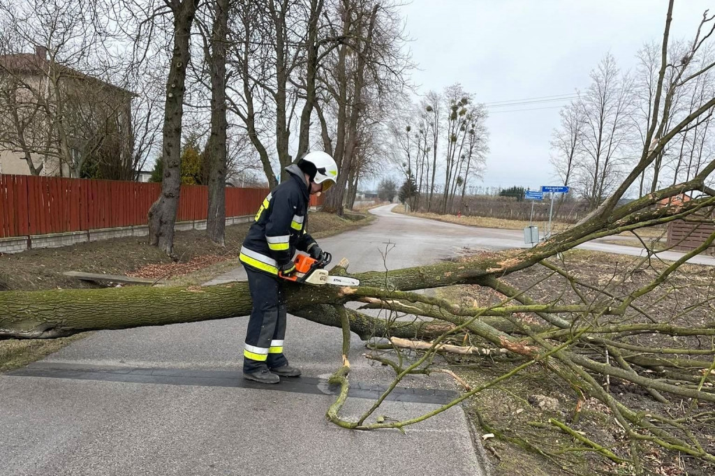Aleksandrów: drzewo na drodze. Interwencja OSP Rybno