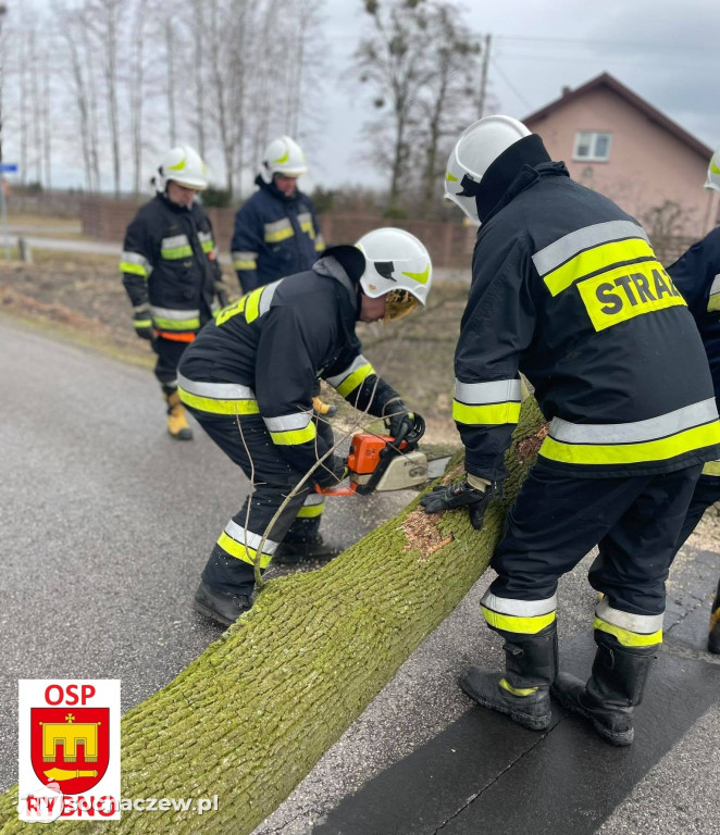 Aleksandrów: drzewo na drodze. Interwencja OSP Rybno