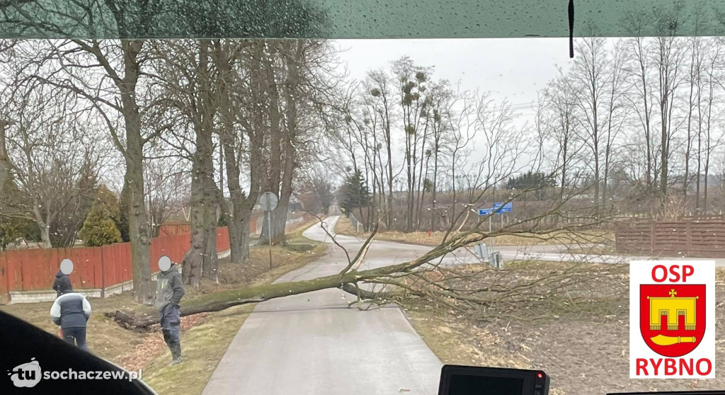 Aleksandrów: drzewo na drodze. Interwencja OSP Rybno