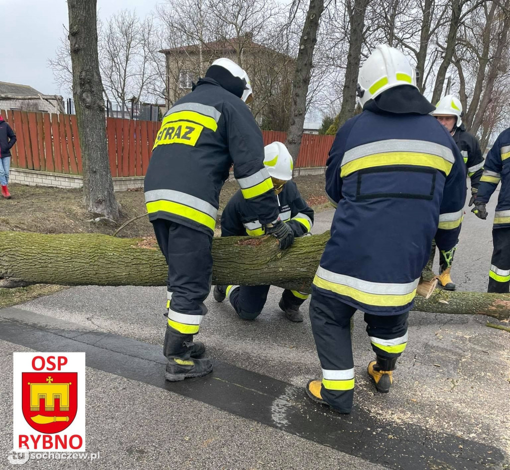 Aleksandrów: drzewo na drodze. Interwencja OSP Rybno