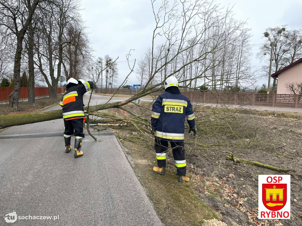 Aleksandrów: drzewo na drodze. Interwencja OSP Rybno