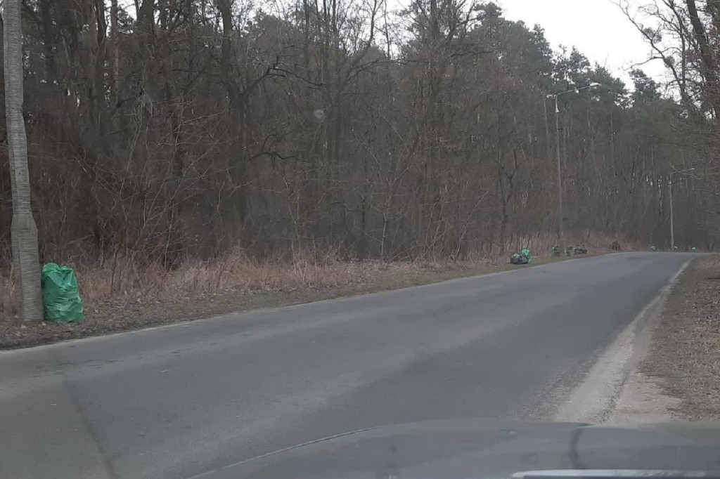 Las Gawłowski w blasku chwały