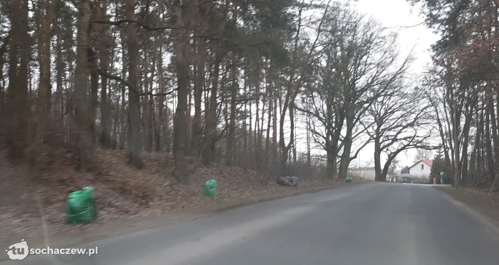 Las Gawłowski w blasku chwały