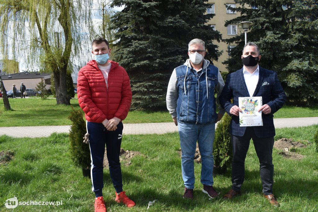 Zasadzili tuje przy al. 600-lecia