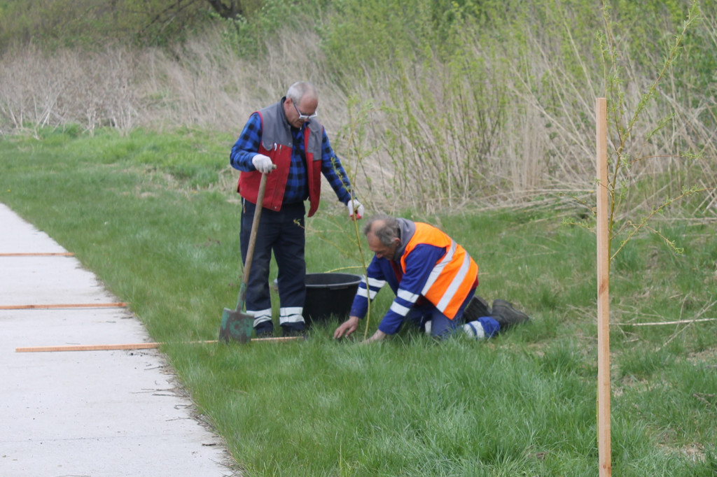 Bulwary Sochaczew: wierzby przesadzone