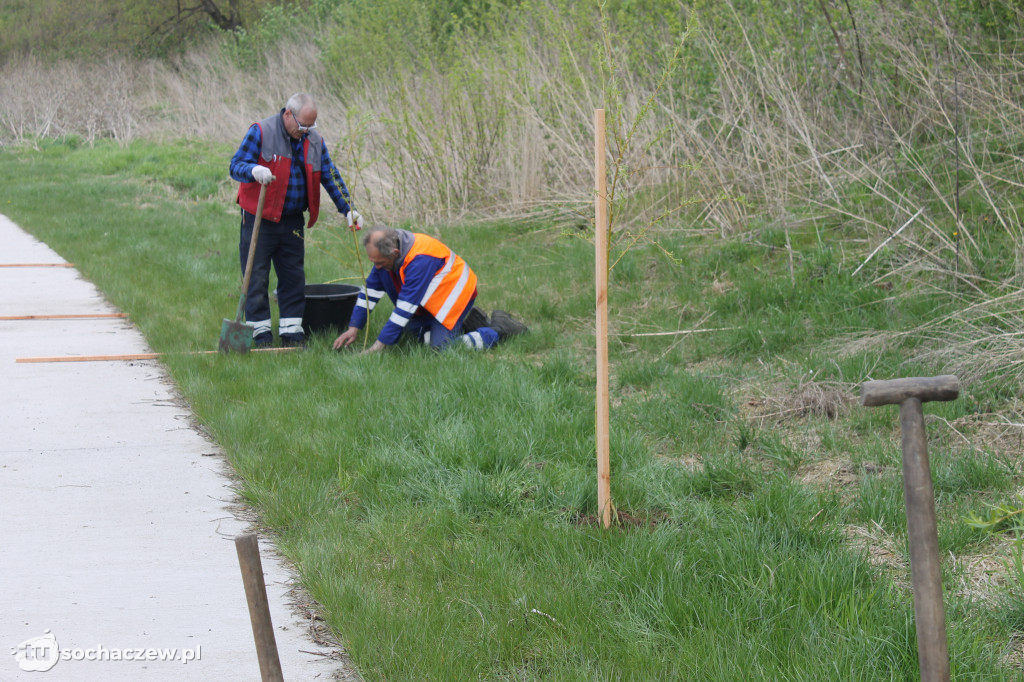 Bulwary Sochaczew: wierzby przesadzone
